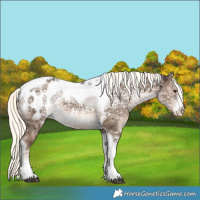 Horse Color:Liver Red Dun Ice Mushroom Sabino Tobiano Appaloosa Brindle 