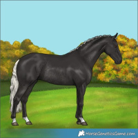 Horse Color:Liver Chestnut Mushroom Rabicano 