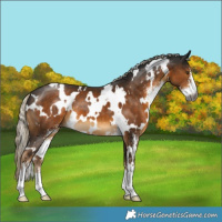 Horse Color:Gray White Spotted Chocolate Palomino Mushroom Sabino 