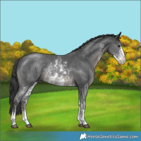 Horse Color:Black Mushroom Sabino Rabicano 