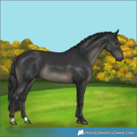 Horse Color:Black Mushroom Rabicano