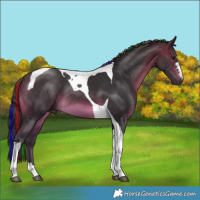 Horse Color:Painted Buckskin Tobiano 