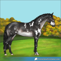 Horse Color:Gray Platinum White Spotted Brown 