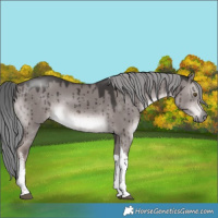 Horse Color:Platinum White Spotted Liver Red Dun Mushroom Tobiano Rabicano Brindle