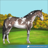Horse Color:Platinum White Spotted Bay 