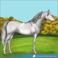 Horse Color:Platinum White Spotted Chocolate Palomino Dun Mushroom Rabicano