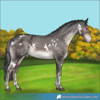 Horse Color:Platinum White Spotted Liver Chestnut Varnish 