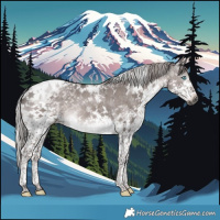 Horse Color:Gray Platinum White Spotted Liver Red Dun Splash Tobiano