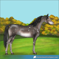 Horse Color:Platinum White Spotted Liver Chestnut Rabicano 
