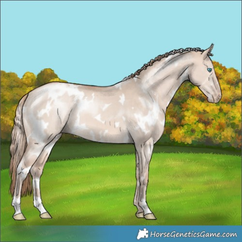 Horse Color:White Spotted Perlino Dun 