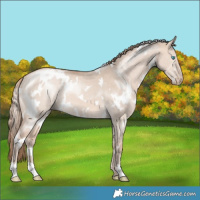 Horse Color:White Spotted Perlino Dun