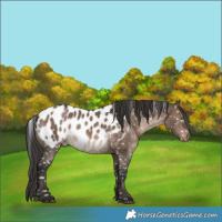 Horse Color:Brown Dun Near Leopard 