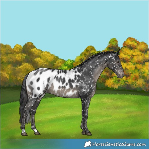 Horse Color:Black Appaloosa Rabicano 
