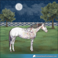 Horse Color:Nacre Brown Onyx Sabino Snowcap Rabicano 