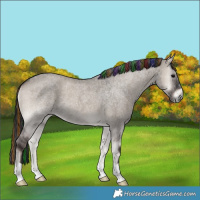Horse Color:Painted Grullo Roan Onyx 