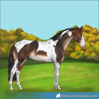 Horse Color:Bay Sabino Tobiano