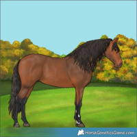 Horse Color:Bay 