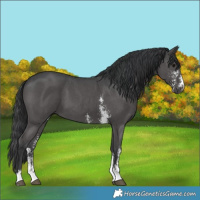 Horse Color:Black Sabino 