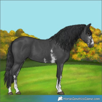Horse Color:Black Sabino