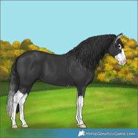 Horse Color:Black Splash