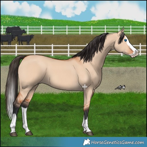 Horse Color:Bay Dun Splash 