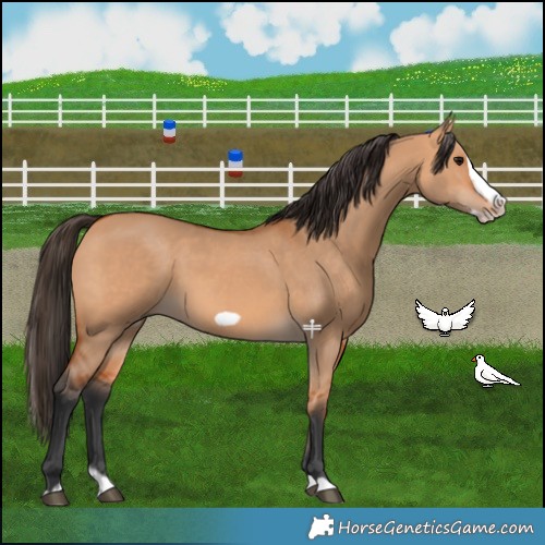 Horse Color:Bay Dun Splash Frame 