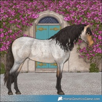 Horse Color:Buckskin Roan 