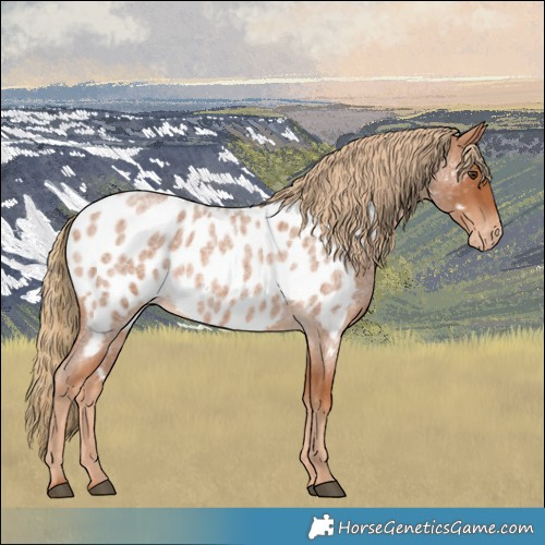 Horse Color:Red Roan Frame Appaloosa 