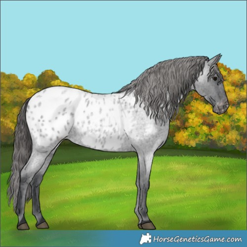 Horse Color:Blue Roan Blanket 