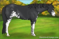 Horse Color:Black Sabino