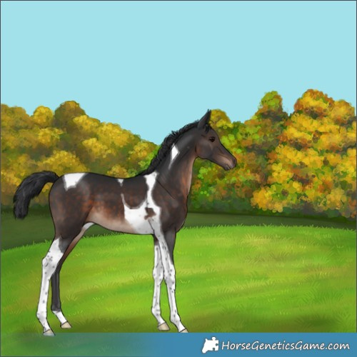 Horse Color:Brown Tobiano 