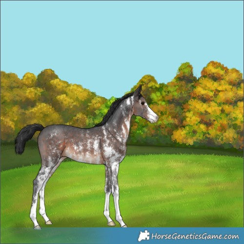 Horse Color:Brown Sabino 