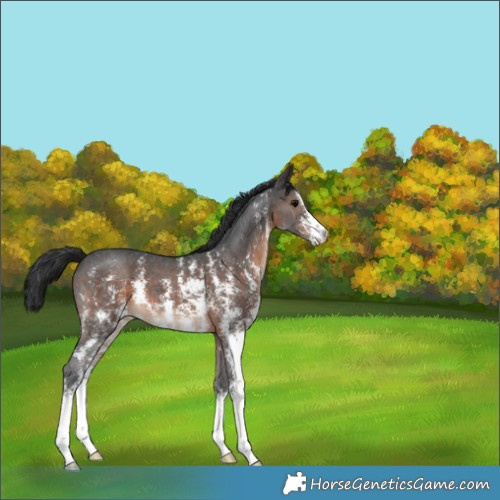 Horse Color:Brown Sabino