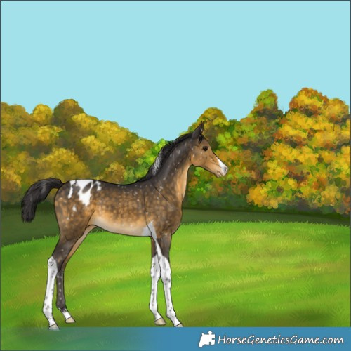 Horse Color:Buckskin Tobiano Appaloosa 