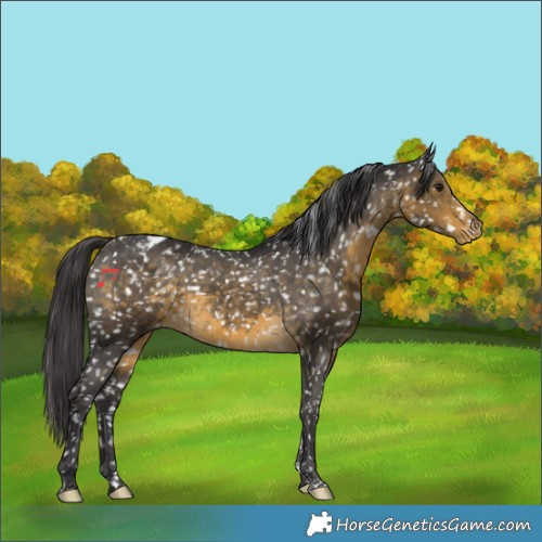 Horse Color:Buckskin Appaloosa 