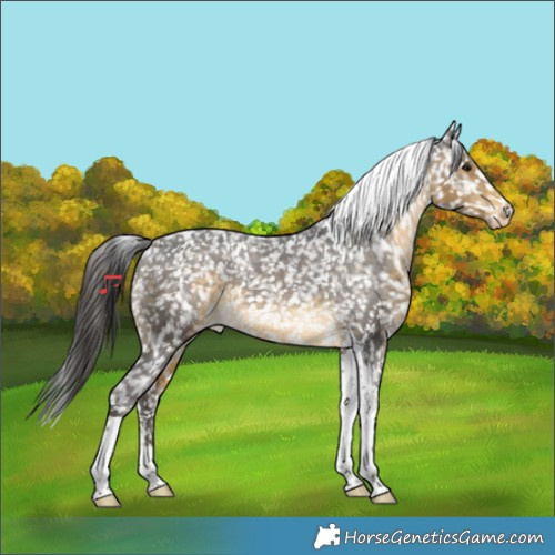 Horse Color:Buckskin Tobiano Appaloosa 