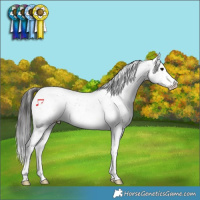 Horse Color:Buckskin Tobiano Appaloosa 