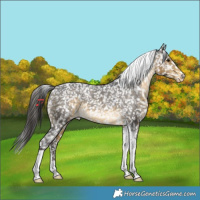 Horse Color:Buckskin Tobiano Appaloosa
