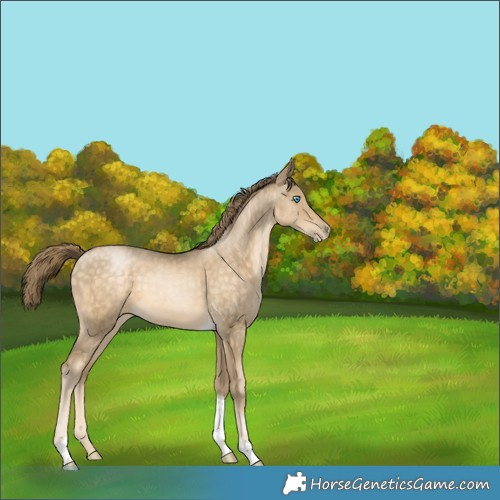 Horse Color:Buckskin Pearl Tobiano 