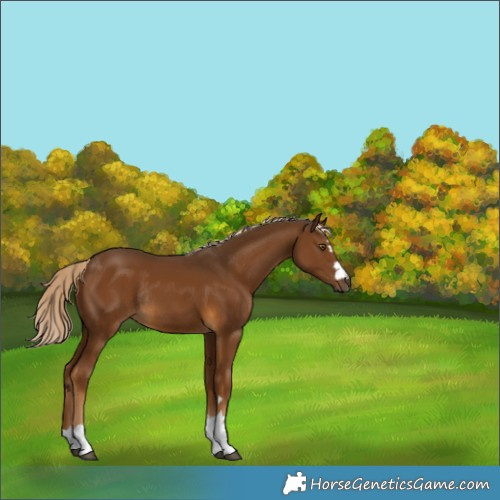 Horse Color:Chocolate Palomino Rabicano 