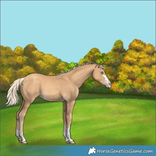 Horse Color:Gold Cream Champagne 