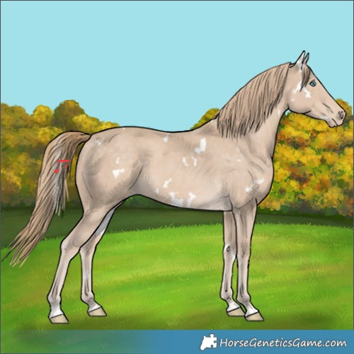 Horse Color:White Spotted Smoky Creme 