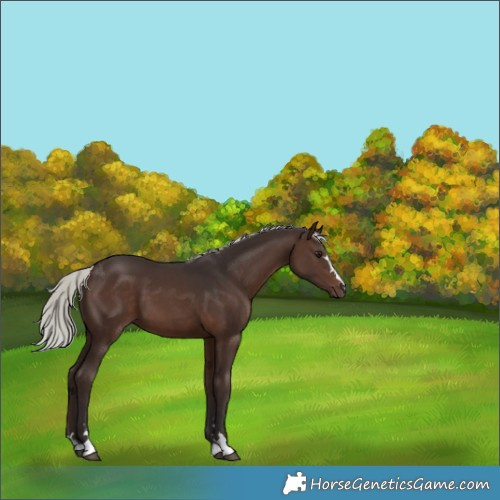 Horse Color:Silver Brown 