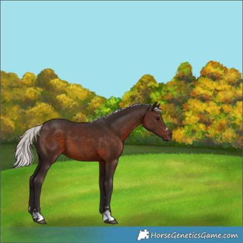 Horse Color:Silver Brown 