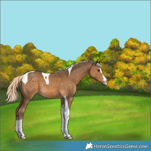 Horse Color:Chocolate Palomino Tobiano 