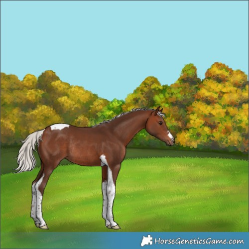 Horse Color:Silver Brown Tobiano Rabicano 
