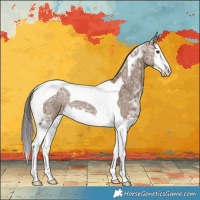 Horse Color:Liver Red Dun Ice Splash Tobiano Appaloosa Rabicano 