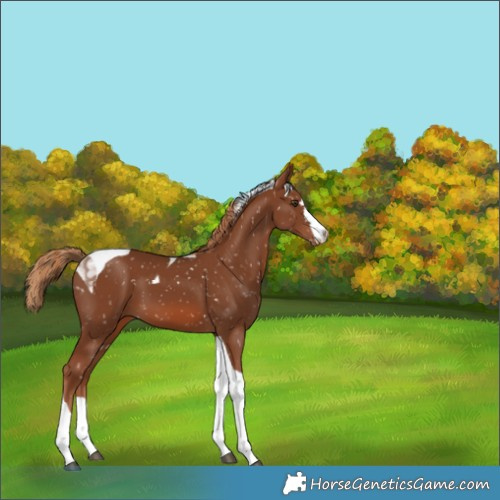 Horse Color:Chestnut Tobiano Appaloosa 