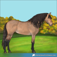 Horse Color:Bay Dun