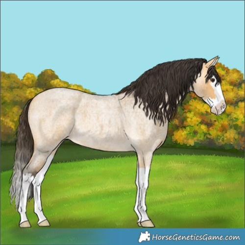 Horse Color:Buckskin Roan Dun Splash